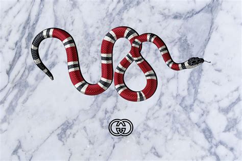 supreme Gucci snake background